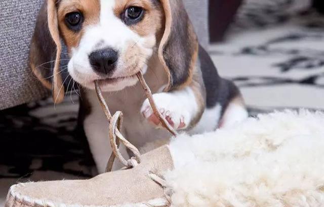 把狗狗带回家之前幼犬难照顾会捣乱,这些细节主人都要注意 把狗狗带回家之前幼犬难照顾会捣乱,这些细节主人都要注意
