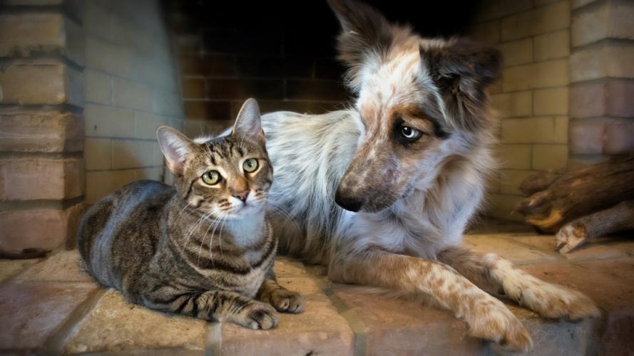 你家猫是不是经常欺负狗？为何人们看到的却是狗咬死猫？