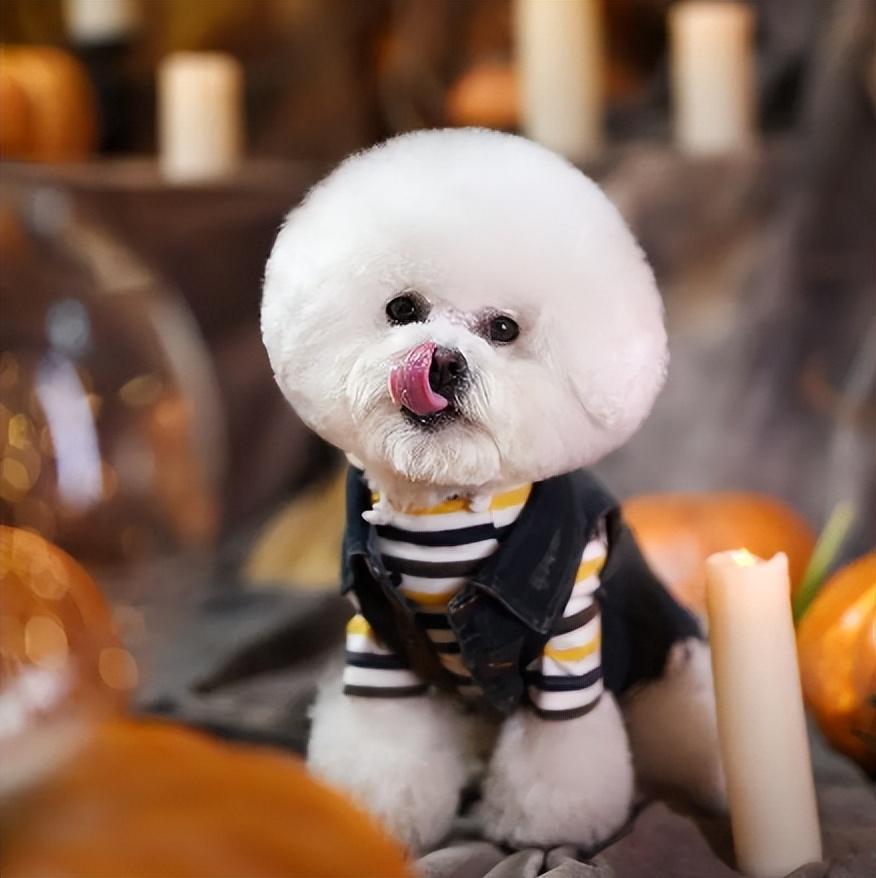 别嫌比熊犬“人脏,其实它舔你想表示什么意思呢? 别嫌比熊犬“人脏,其实它舔你想表示什么意思呢?
