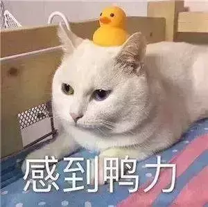 猫咪该如何托运？猫咪可以快递吗？如何办理火车托运？