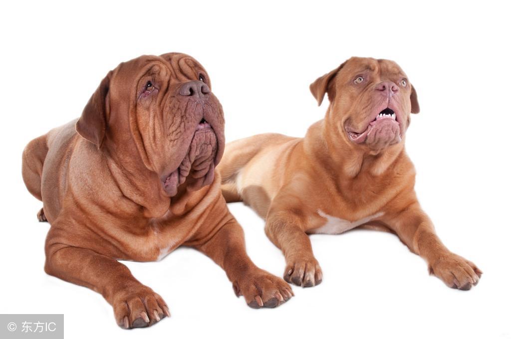 在平常生活中照顾藏獒犬,主人都需要注意哪些事项呢? 在平常生活中照顾藏獒犬,主人都需要注意哪些事项呢?
