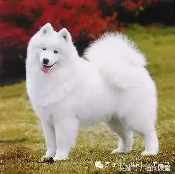 萨摩耶犬种雪橇犬，你喜欢吗