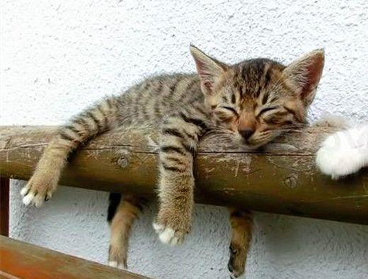 辟谣：为什么猫咪每天有那么多觉要睡？影响猫咪睡眠的因素有哪些？