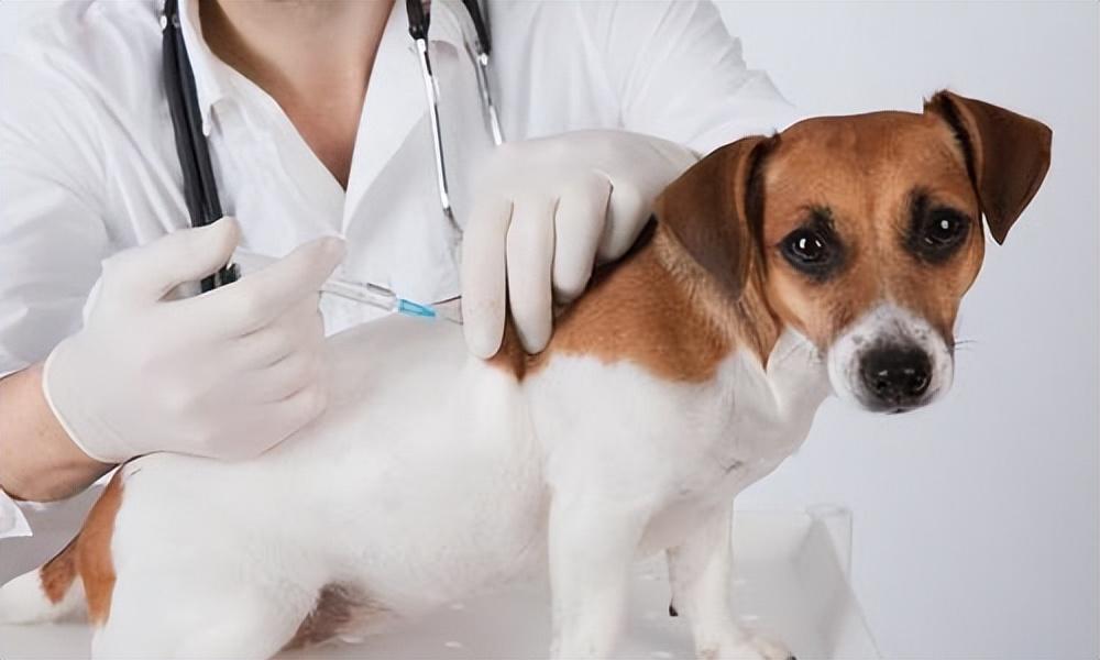 什么是犬瘟?这种无法完全治愈的疾病,主人要做好预防(犬瘟是什么样的特征) 什么是犬瘟?这种无法完全治愈的疾病,主人要做好预防(犬瘟是什么样的特征)