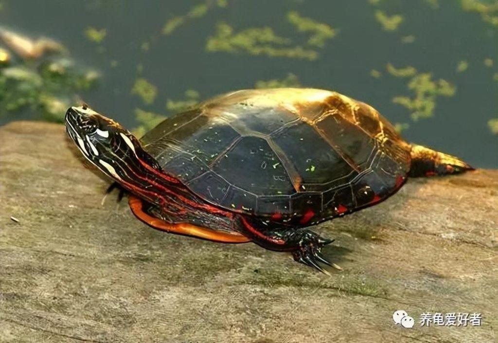 越来越漂亮的龟，尤其是在成年后，你一定会喜欢的，越来越让你爱不释手