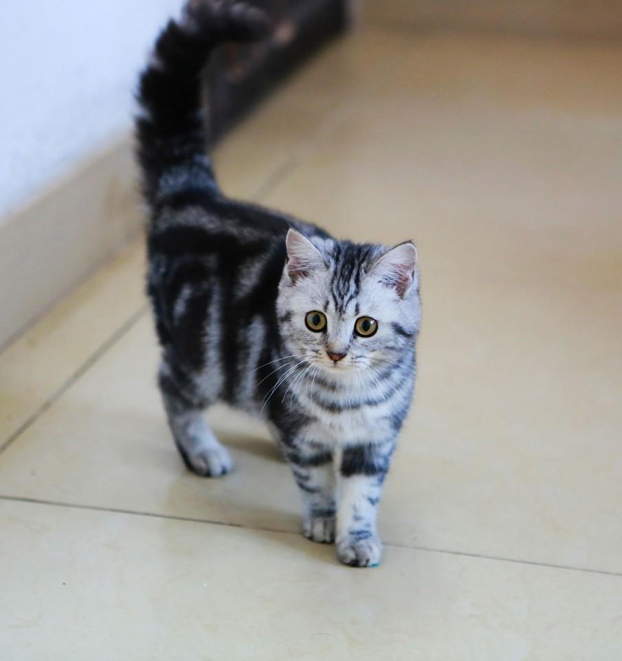 盘点世界上60种可爱的猫咪,各种各样的,有你喜欢的吗? 盘点世界上60种可爱的猫咪,各种各样的,有你喜欢的吗?