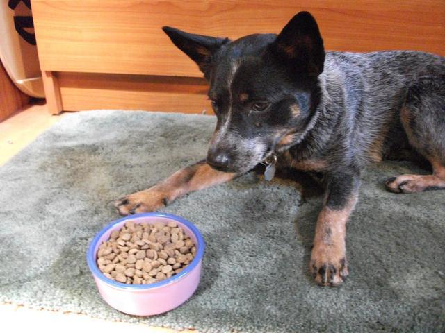 狗狗吃饭总把食物叼出碗外？或是它嫌碗脏？不是，是它们的一种天性