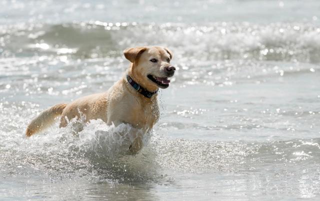 狗狗狂喝海水，回家拉得一地是水，狗去海边还要注意什么？（狗狗喝海水后多久能缓解咳嗽）