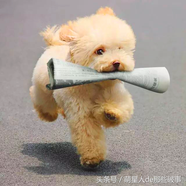 什么原因导致的狗狗颜色变浅?还有什么方法补救? 什么原因导致的狗狗颜色变浅?还有什么方法补救?