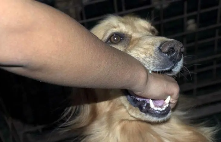狗狗最怕什么?什么是狗狗的天敌?这11种都是狗狗的天敌 狗狗最怕什么?什么是狗狗的天敌?这11种都是狗狗的天敌