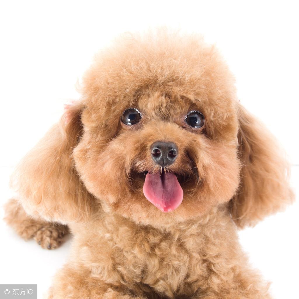 雌雄贵宾犬你还不会分辨?它们是个性差异比性别差异,从两方面对比雌雄 雌雄贵宾犬你还不会分辨?它们是个性差异比性别差异,从两方面对比雌雄