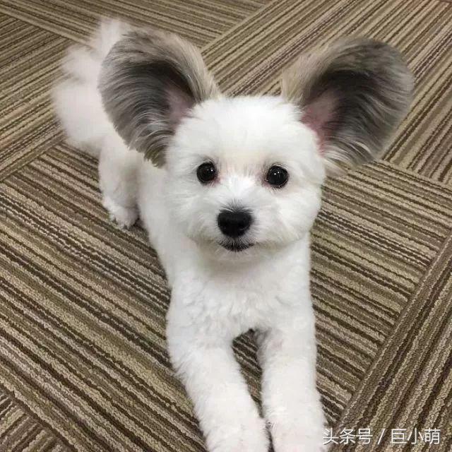 哈士奇混金毛会长成什么样子？萨摩耶和金毛的混血儿子，颜值逆天让人羡慕