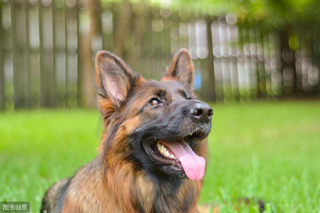 德牧有多好，养过才知道！盘点饲养德国牧羊犬的6大好处！