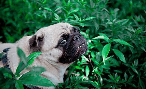 巴哥犬经常眼屎多，可能预示5种病，主人要多注意了！