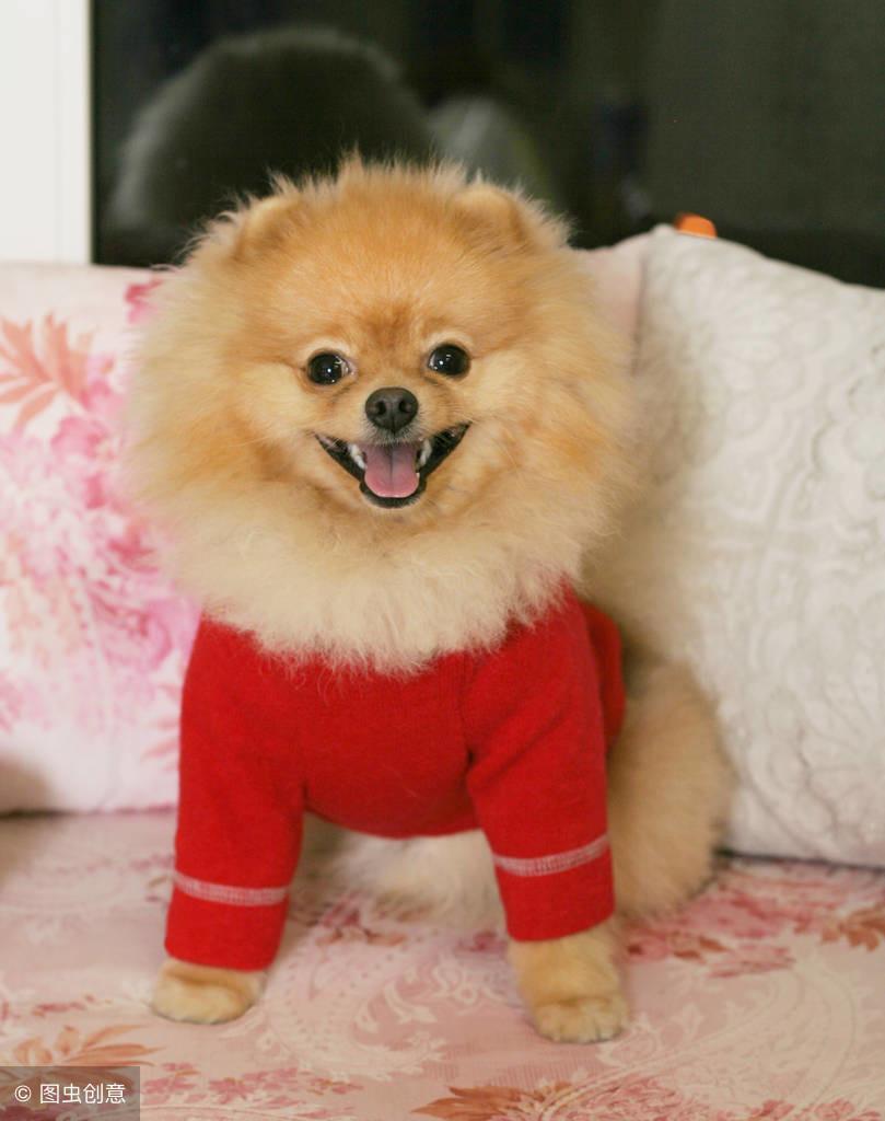 呆萌博美犬怎么样?介绍呆萌博美犬 呆萌博美犬怎么样?介绍呆萌博美犬