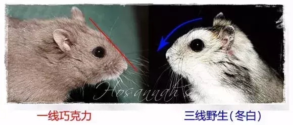 仓鼠界的网红脸?一线仓鼠和三线仓鼠的区别在哪里? 仓鼠界的网红脸?一线仓鼠和三线仓鼠的区别在哪里?