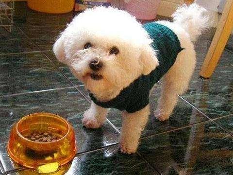 比熊犬能吃什么水果？这5种水果比砒霜还毒