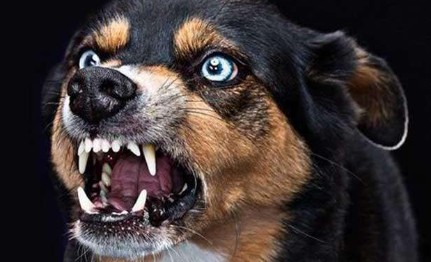 狗狗感染狂犬病会出现哪些症状？普通人被狗咬了后怎么处理？