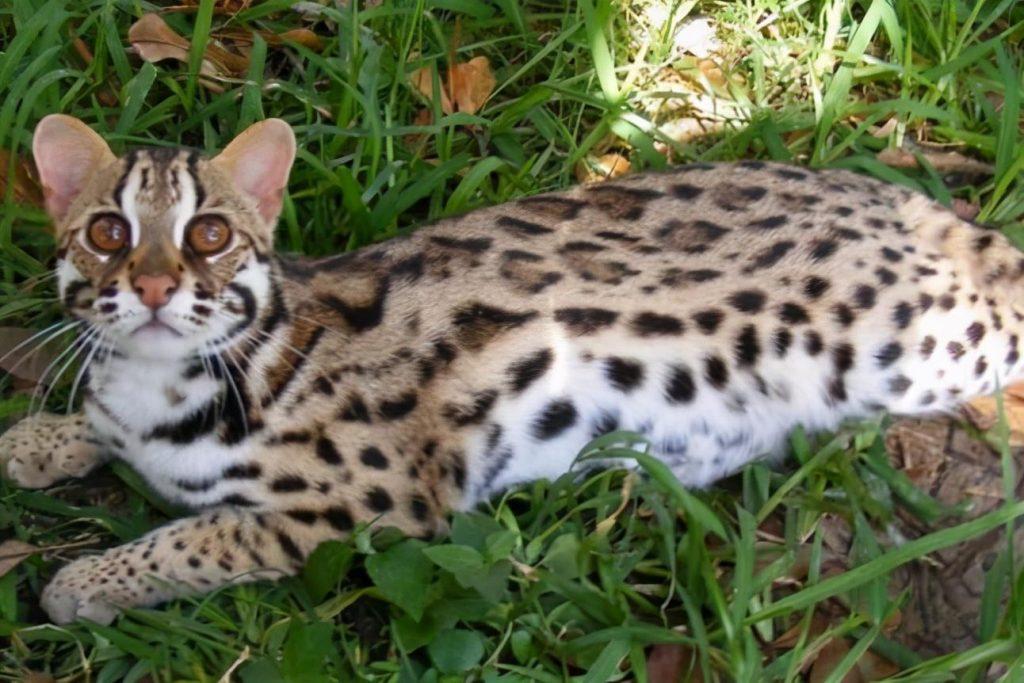豹猫大家都知道,那虎猫呢?虎猫和豹猫有什么区别? 豹猫大家都知道,那虎猫呢?虎猫和豹猫有什么区别?