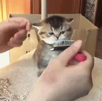 你的狸花猫喜欢和你贴贴睡觉吗？这些原因你想过吗？