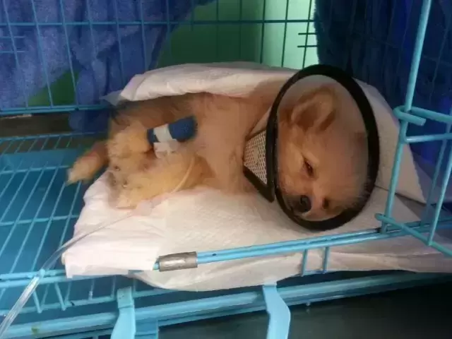 小博美拉稀怎么办?想要治理最好就是找对原因 小博美拉稀怎么办?想要治理最好就是找对原因