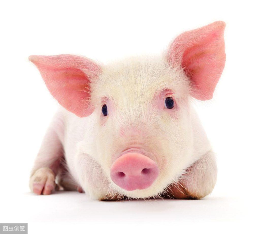 常见氯霉素类抗生素有几种？在养猪中如何正确使用？会不会有副作用？