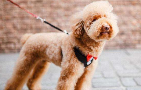 泰迪犬为什么会毛发粗糙呢?是什么原因导致的？