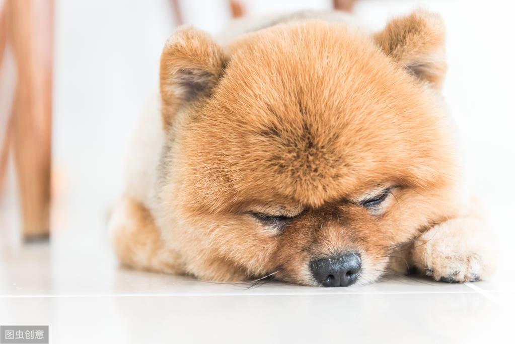 狗狗对乙酰氨基酚中毒会死掉吗？以后应该如何治疗？
