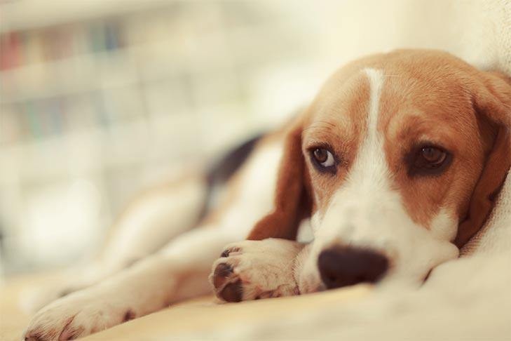 什么是犬类流感,主人该如何预防狗狗流感?不幸患上了该如何治疗 什么是犬类流感,主人该如何预防狗狗流感?不幸患上了该如何治疗