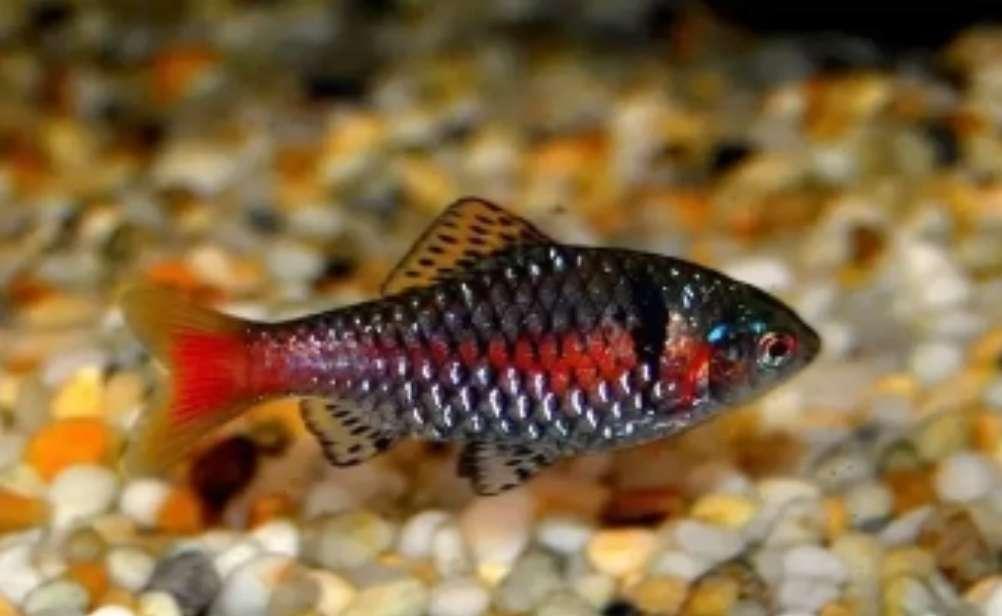 钻石彩虹鲫：色彩极其艳丽，相当皮实、易饲养的一种小型观赏鱼