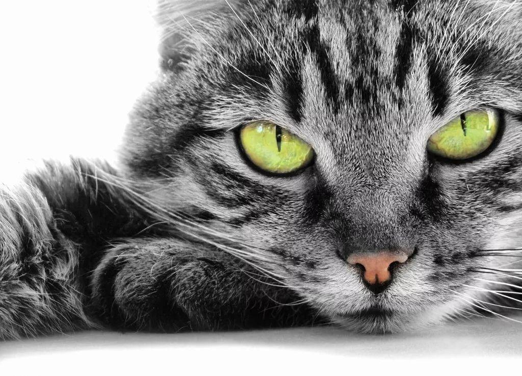 为什么要避免和猫咪对视？猫咪漂亮的眼睛传达了什么样的信号呢？