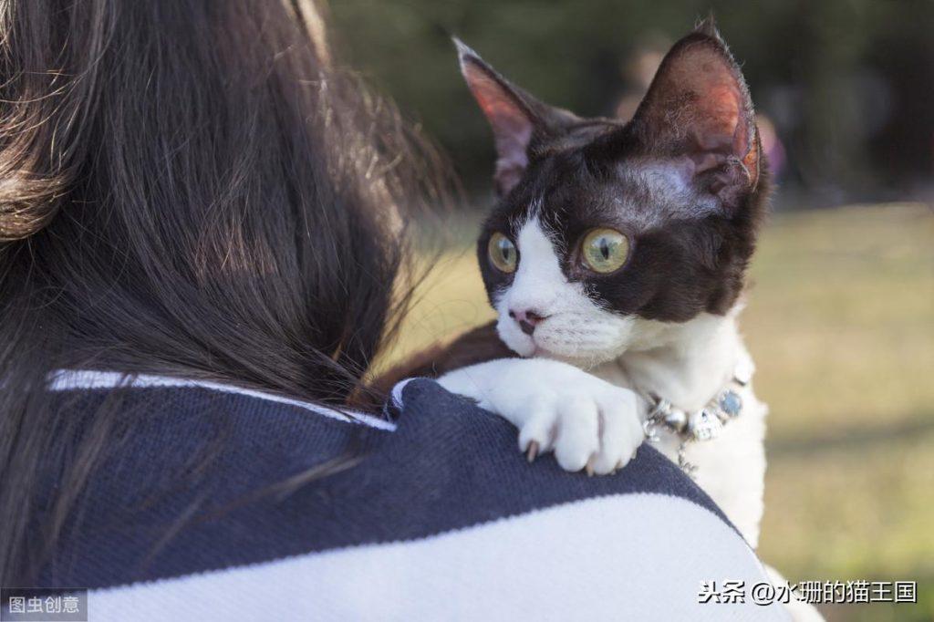 猫感觉过敏也是一种病?猫咪发病时可能会攻击主人? 猫感觉过敏也是一种病?猫咪发病时可能会攻击主人?