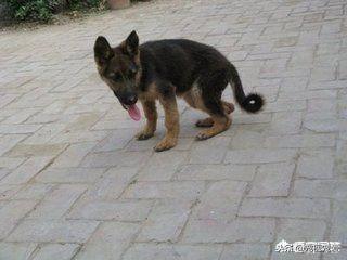 德牧犬是弓背的好还是平背的好?两者有什么差异? 德牧犬是弓背的好还是平背的好?两者有什么差异?