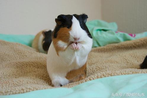 日常饲养的荷兰猪的语言行为表示些什么意思呢？