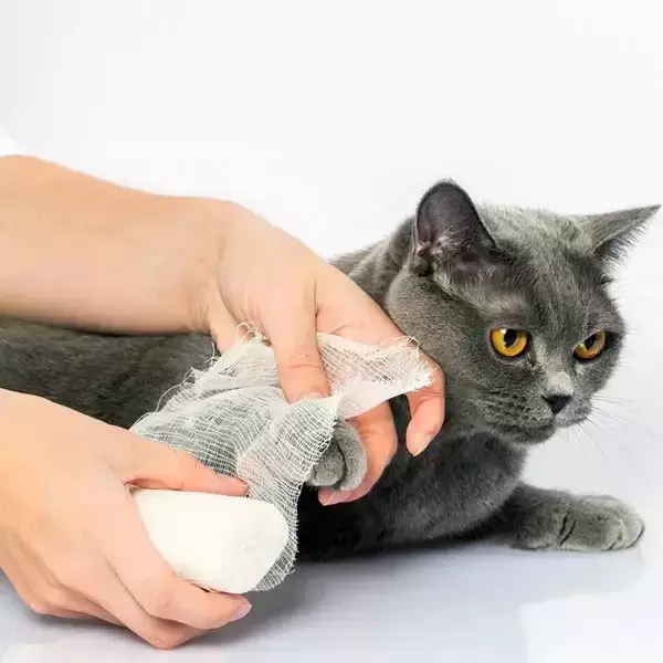 饲养猫咪的家庭都会准备急救药品呢？