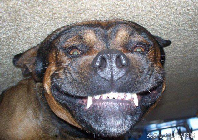如何治好狗狗咬人，龇牙咧嘴的习惯？这是我见过最好的办法之一！