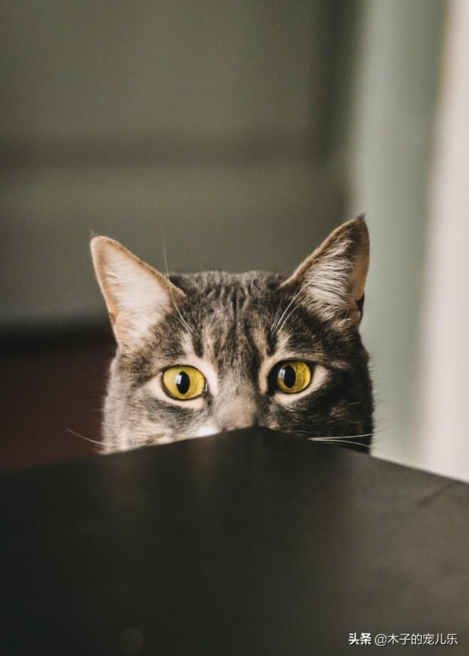 半路领养的大猫不好养?并不是不好养,是你养的方式不对 半路领养的大猫不好养?并不是不好养,是你养的方式不对