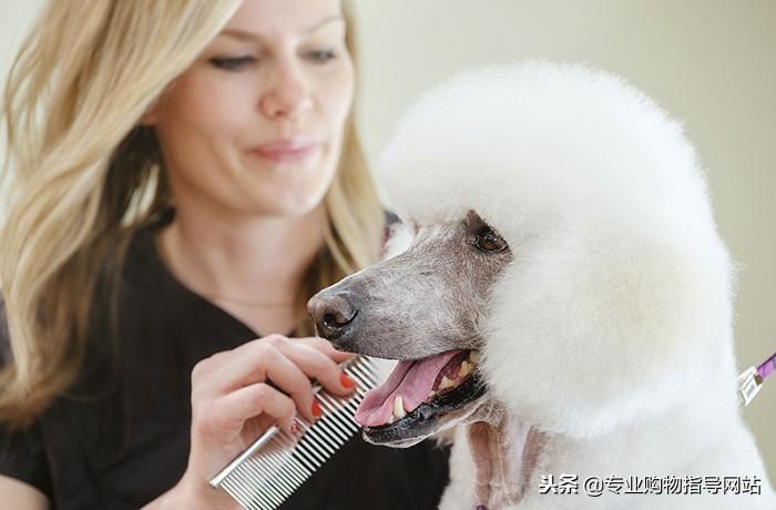 如何成为宠物美容师？在成为正式宠物美容师之前，你需要知道哪些