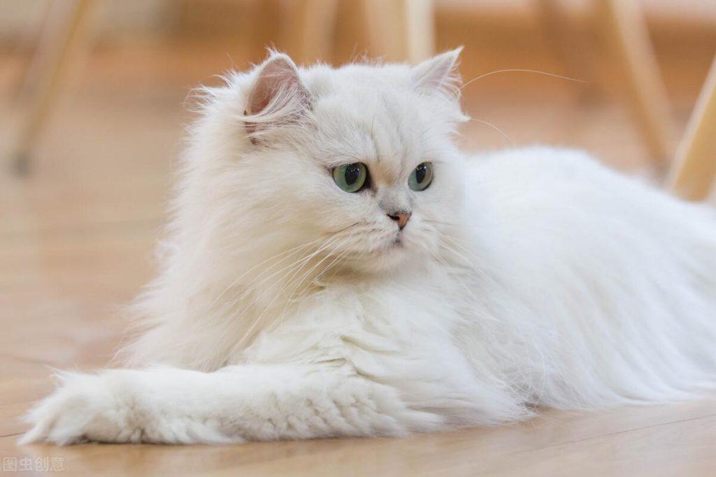 有着猫中贵族之称的波斯猫，为什么越来越少人养？少人养波斯猫的原因