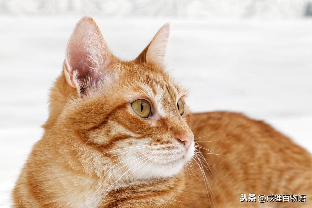 黑下巴到底是什么原因引起的?该怎么解决呢? 黑下巴到底是什么原因引起的?该怎么解决呢?