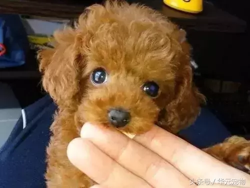 狗狗为什么这么喜欢舔人？狗狗喜欢舔人有可能因为这7个原因