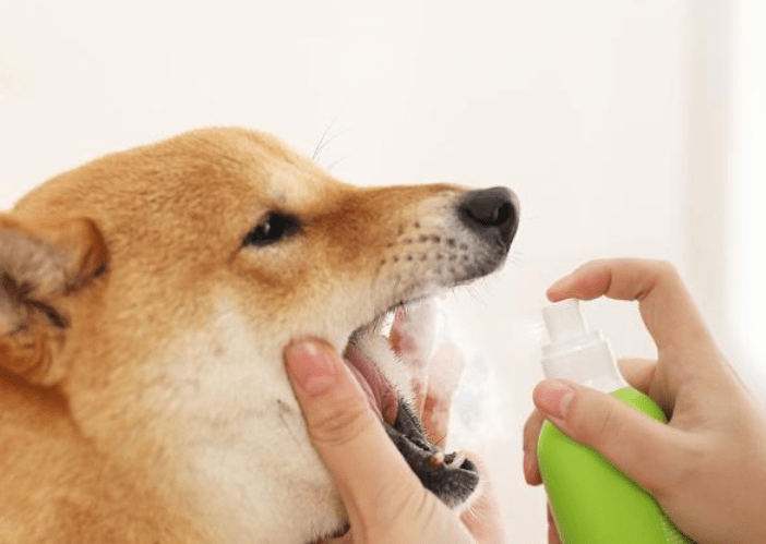 狗狗牙齿腐烂发臭怎么办？狗狗牙齿问题的几个处理方法