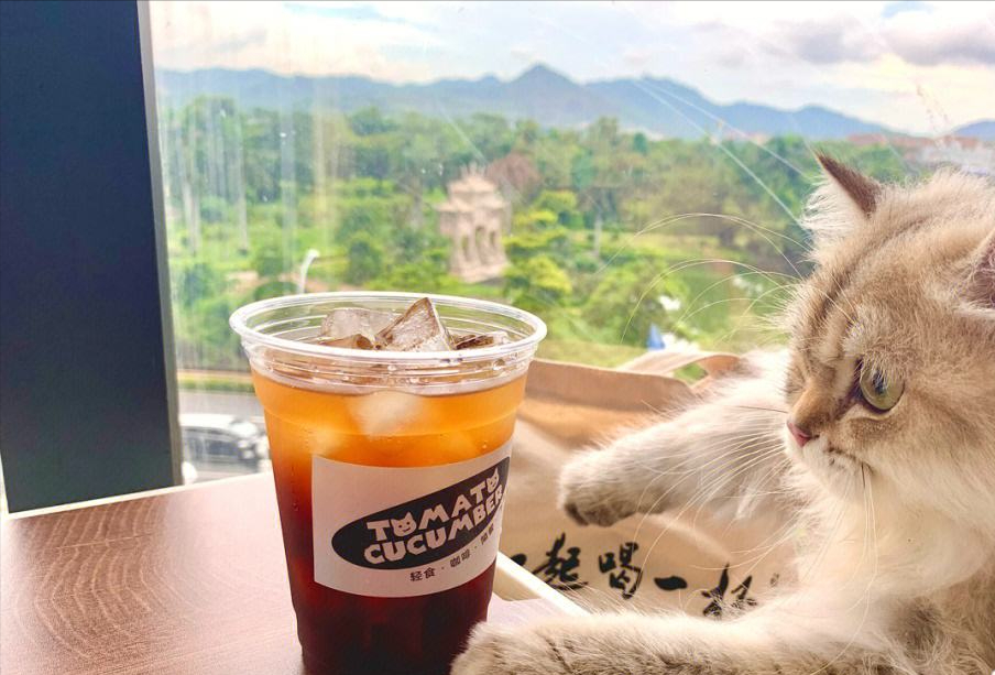 千万别给猫咪吃这几种食物,轻则生病,重则丧命 千万别给猫咪吃这几种食物,轻则生病,重则丧命
