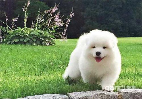 萨摩耶好养吗?怎么喂养萨摩耶幼犬? 萨摩耶好养吗?怎么喂养萨摩耶幼犬?