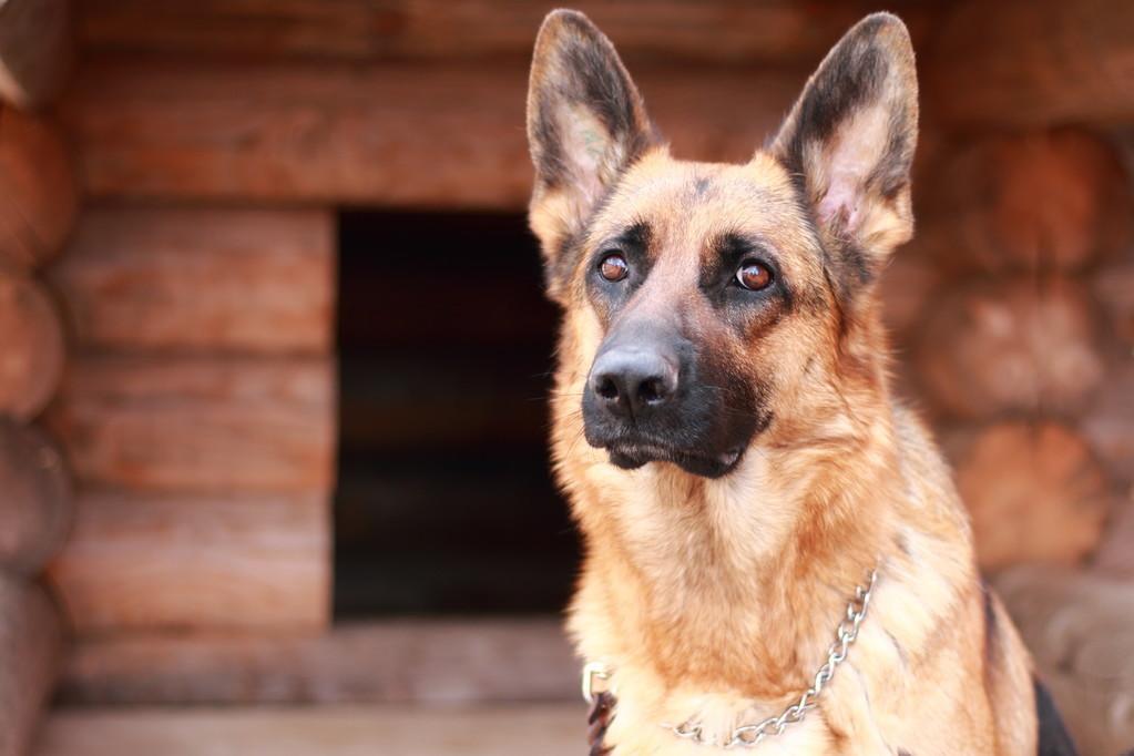 你家的德牧是串串还是纯种犬？德国牧羊犬纯不纯关键还是看这6个地方
