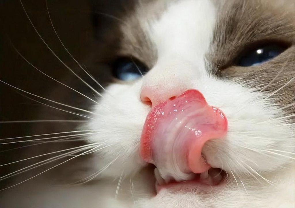 铲屎官是否明白猫咪吐舌头的含义？猫咪吐舌头是在跟铲屎官暗示一些什么？
