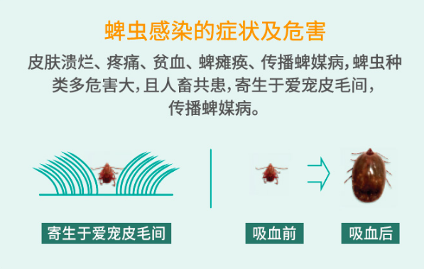 猫咪的驱虫药哪一款最好?体内外两用药不一定满足猫咪驱虫需求? 猫咪的驱虫药哪一款最好?体内外两用药不一定满足猫咪驱虫需求?