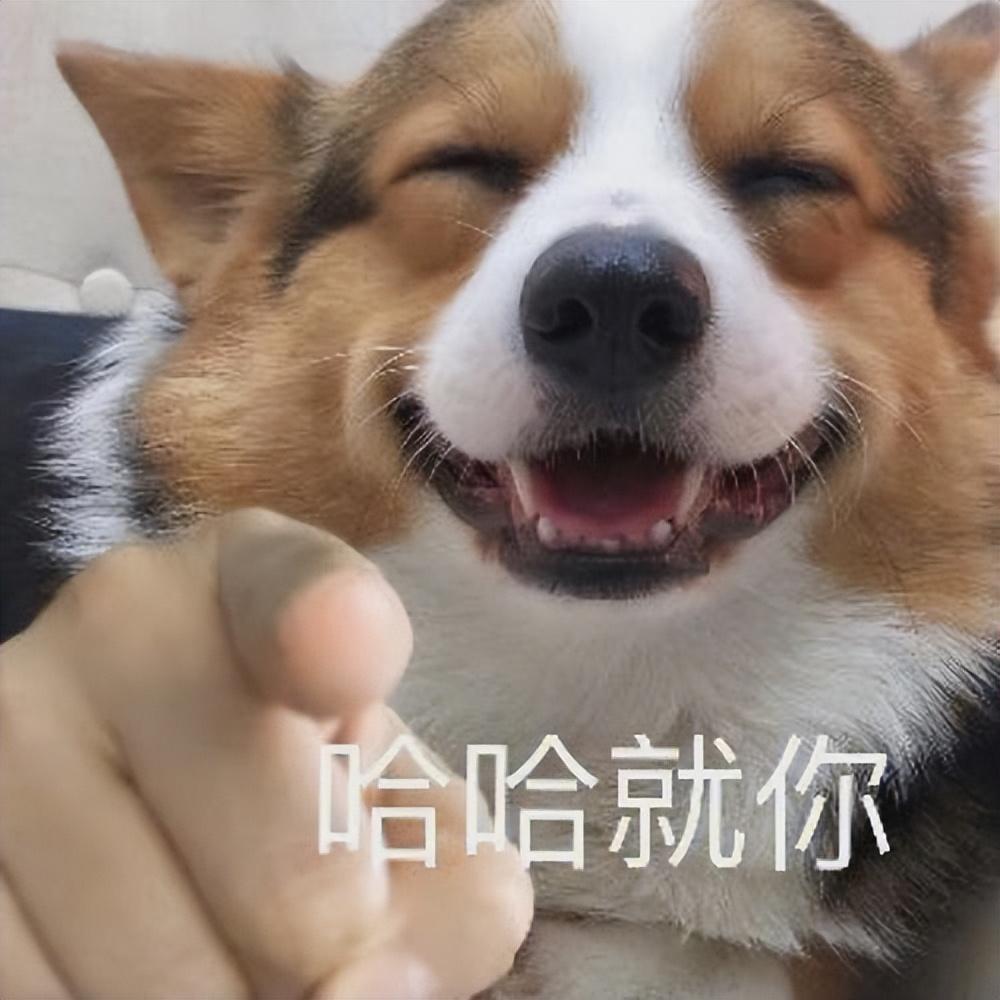 刷脸不行,那狗狗是怎样“分辨”主人的?狗狗都是靠这3种方法认出主人的 刷脸不行,那狗狗是怎样“分辨”主人的?狗狗都是靠这3种方法认出主人的
