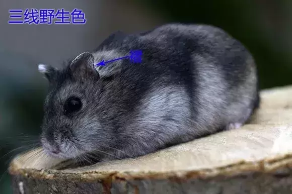 仓鼠界的网红脸?一线仓鼠和三线仓鼠的区别在哪里? 仓鼠界的网红脸?一线仓鼠和三线仓鼠的区别在哪里?