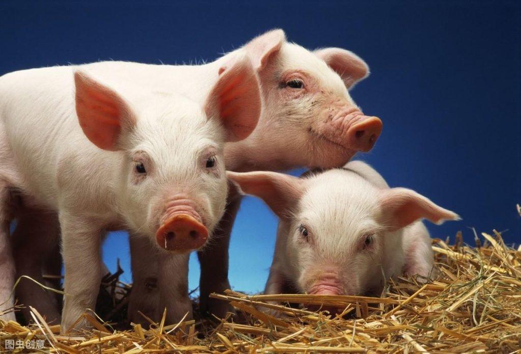 常见氯霉素类抗生素有几种？在养猪中如何正确使用？会不会有副作用？